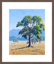 Load image into Gallery viewer, Grampians Gum - Limited Release Framed Print
